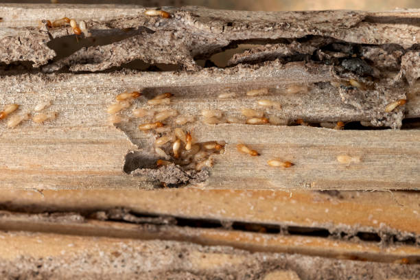 Best Exterminator Services  in Aragon, GA