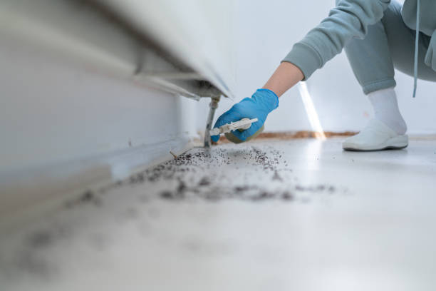 Best Rat Extermination Near Me  in Aragon, GA